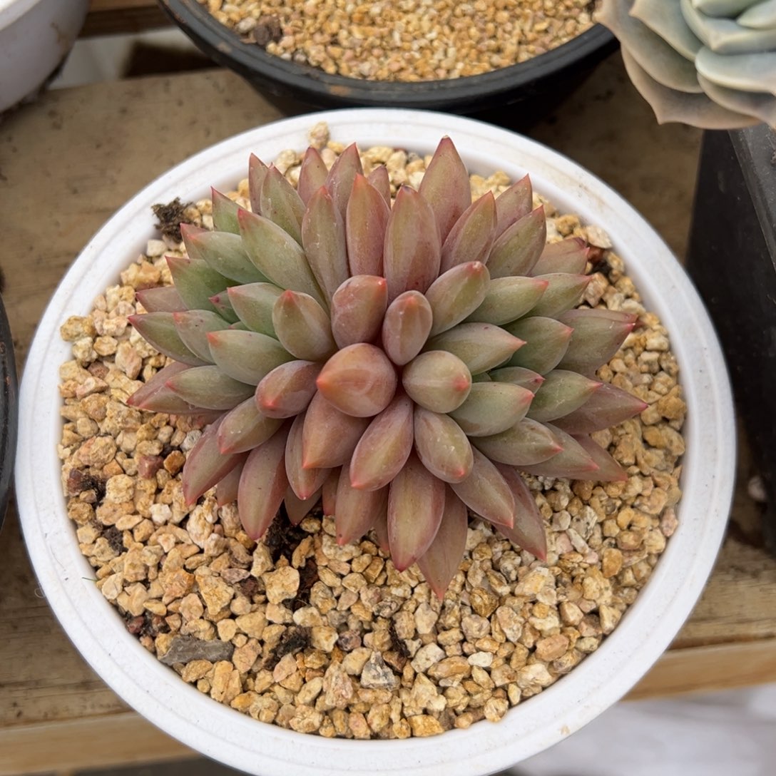 水晶球 双头 夏鸣园艺