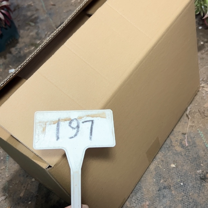 多肉植物组合法师