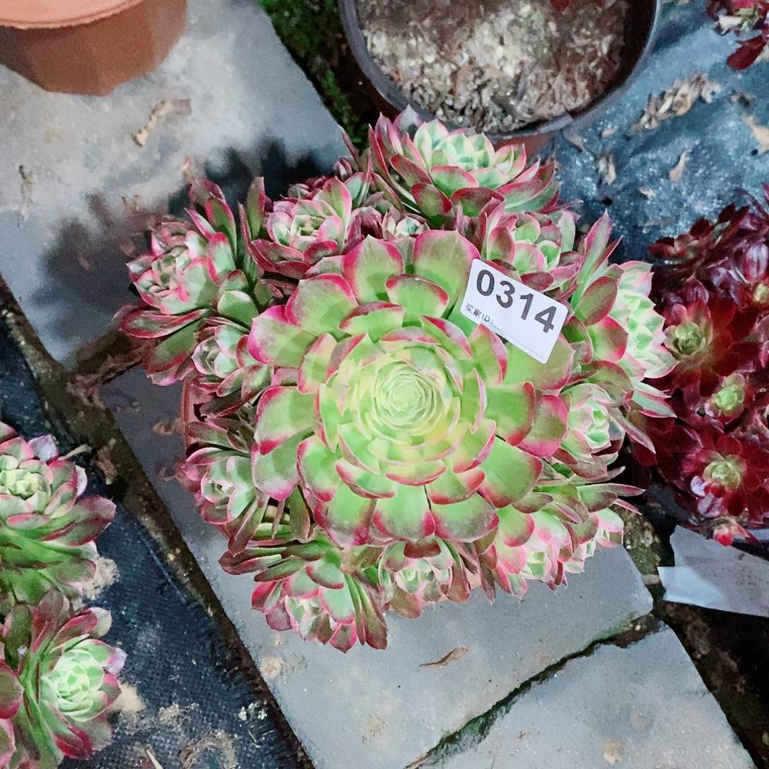 海王314duo sou 1111