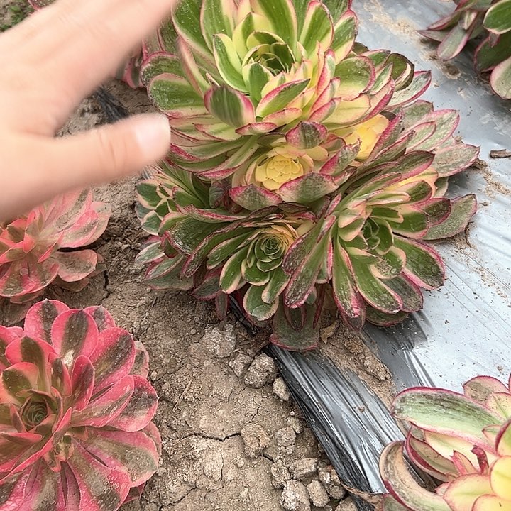 海王一物一拍多肉