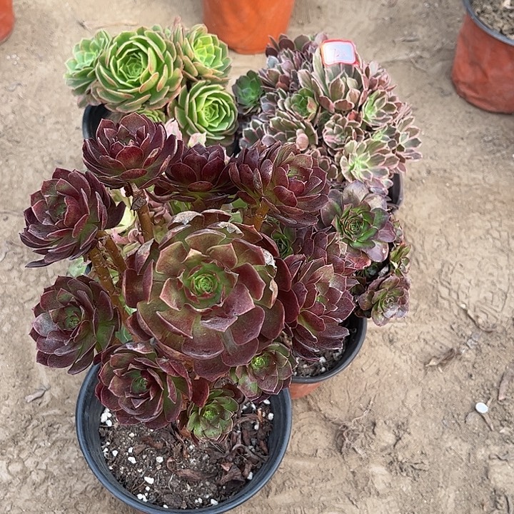 722多肉植物组合，