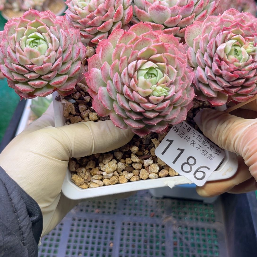 我1186/；V z g x h g h j