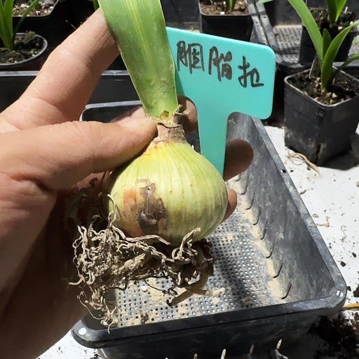 白肋胭脂扣朱顶红一棵5.0