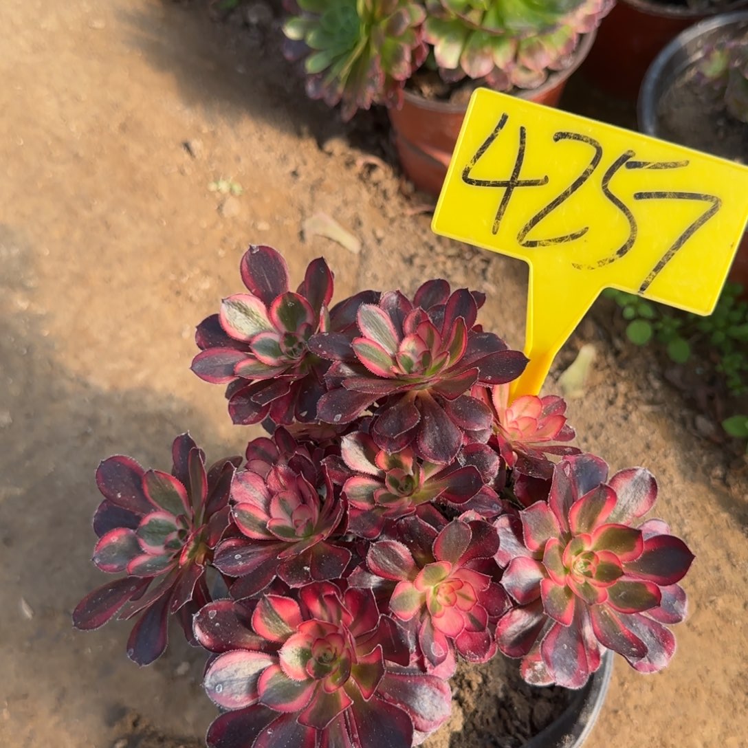 4257---多头多肉植物香奈儿