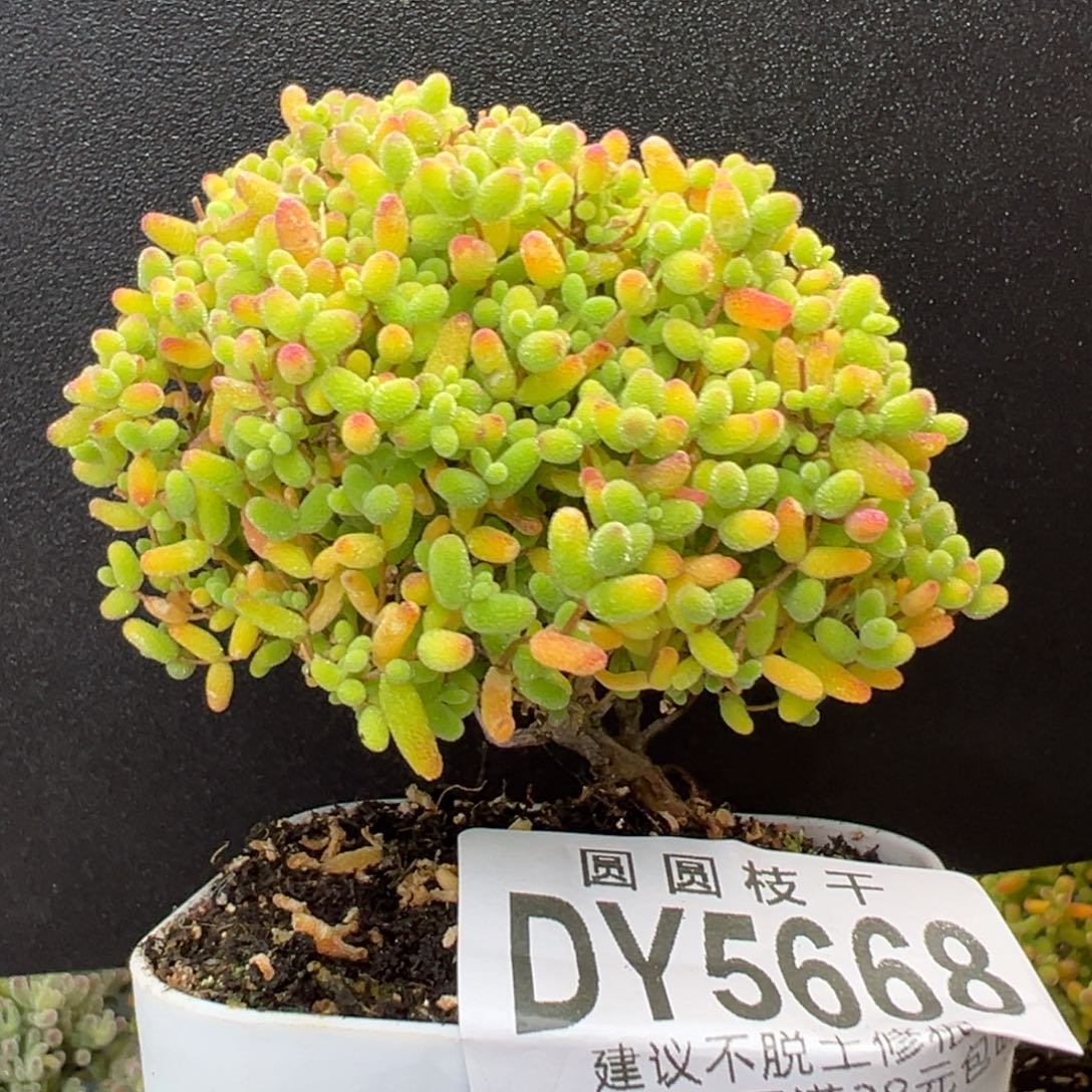 鑫***³dy5668补差这个链接精控蜜橘糖球冠幅7cm