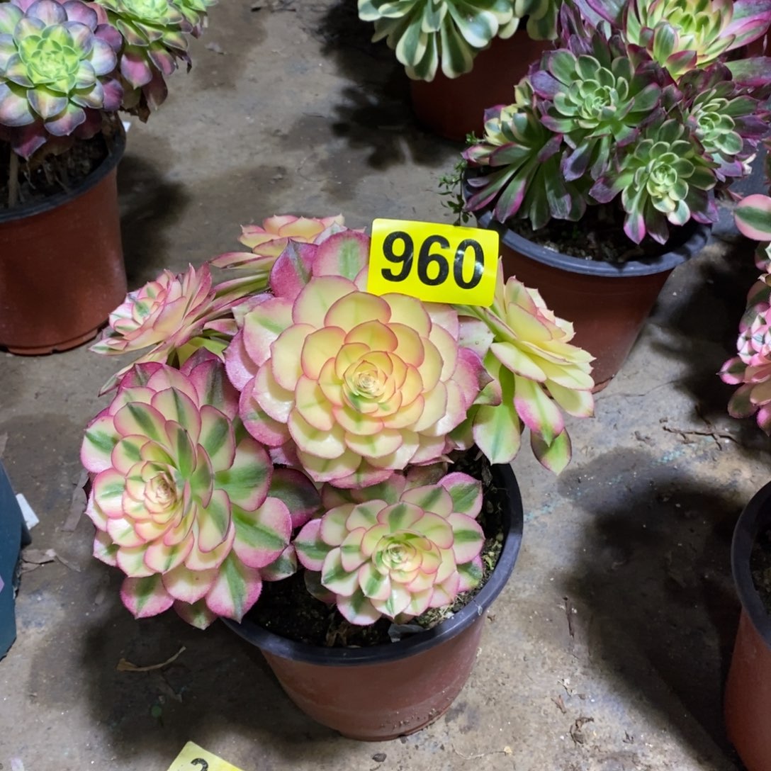 荔枝多肉法师960