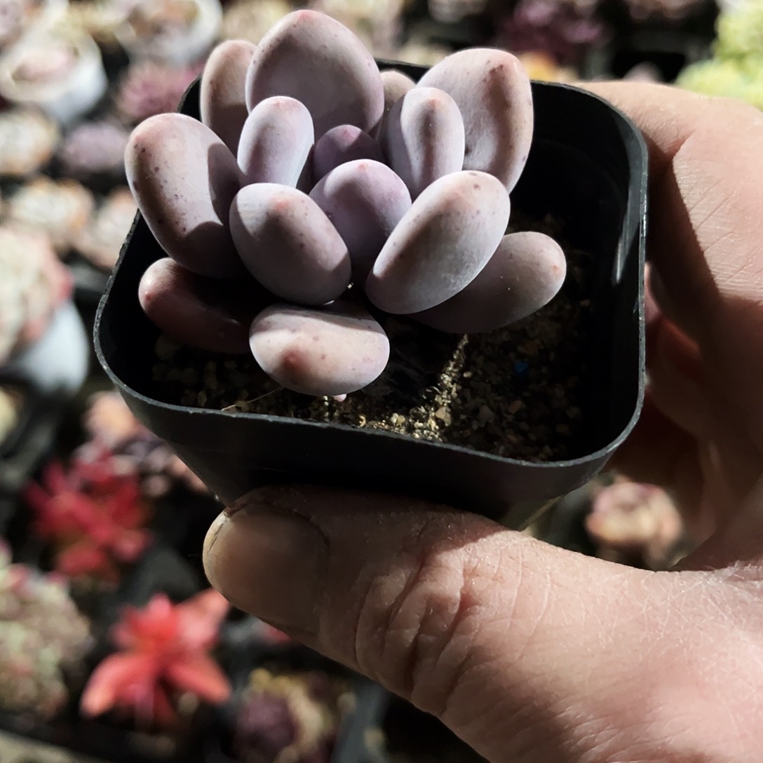 给***击447多肉植物被列入保护