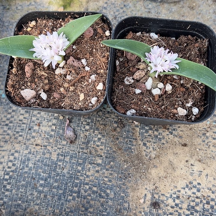 豹***来两颗立金花，带盆，一物一拍