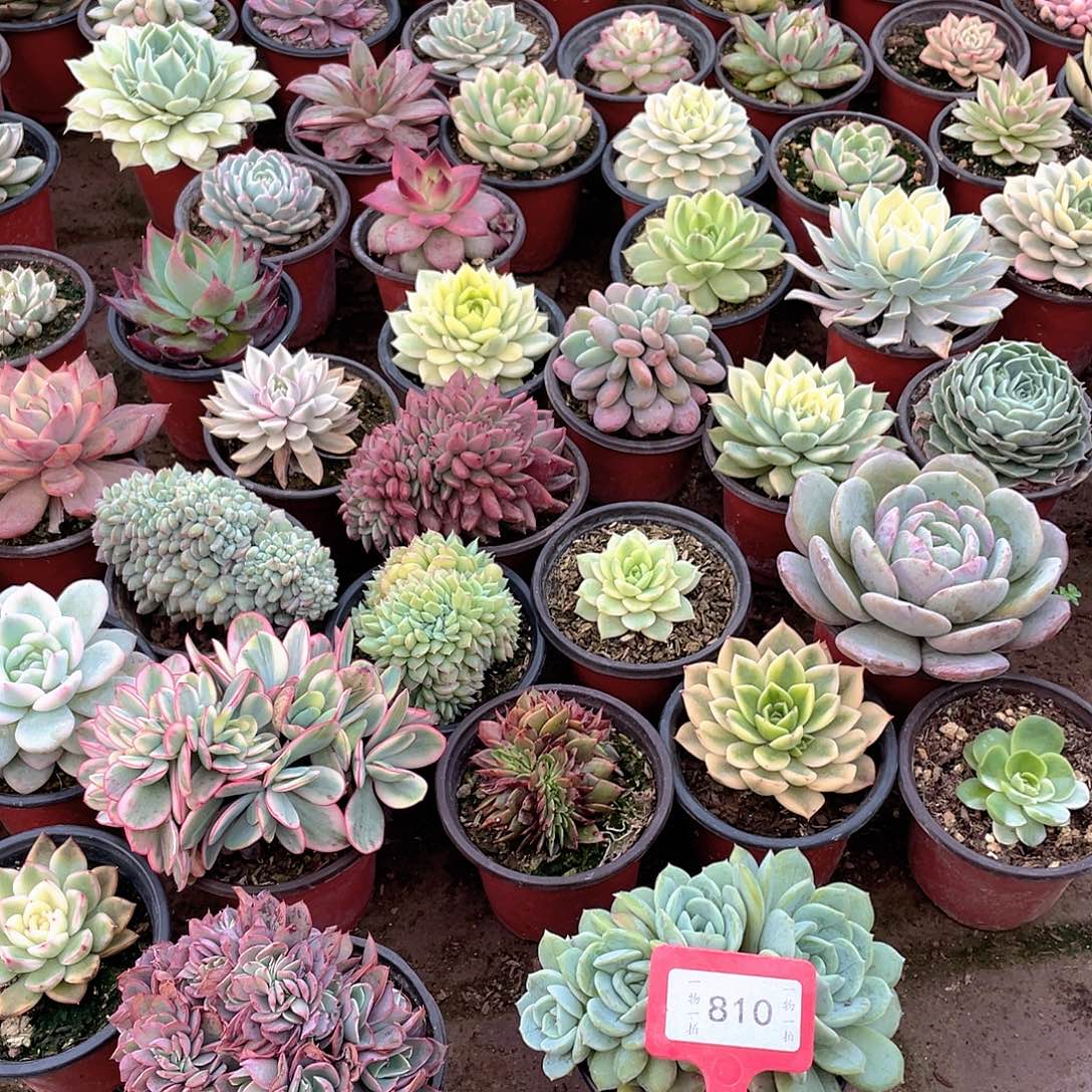 西***心810号两个一组多肉