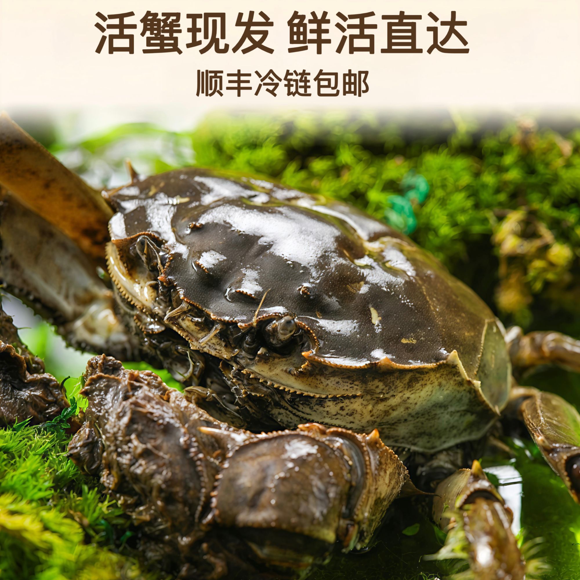 【活蟹】买六送二河蟹公蟹2.0-1.7两8只顺丰包邮