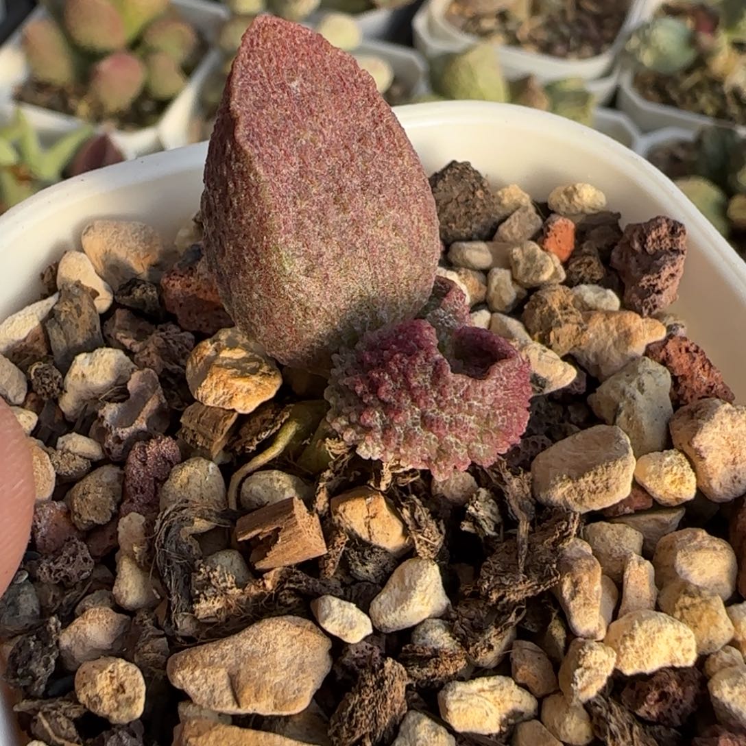 园艺水泡多肉植物