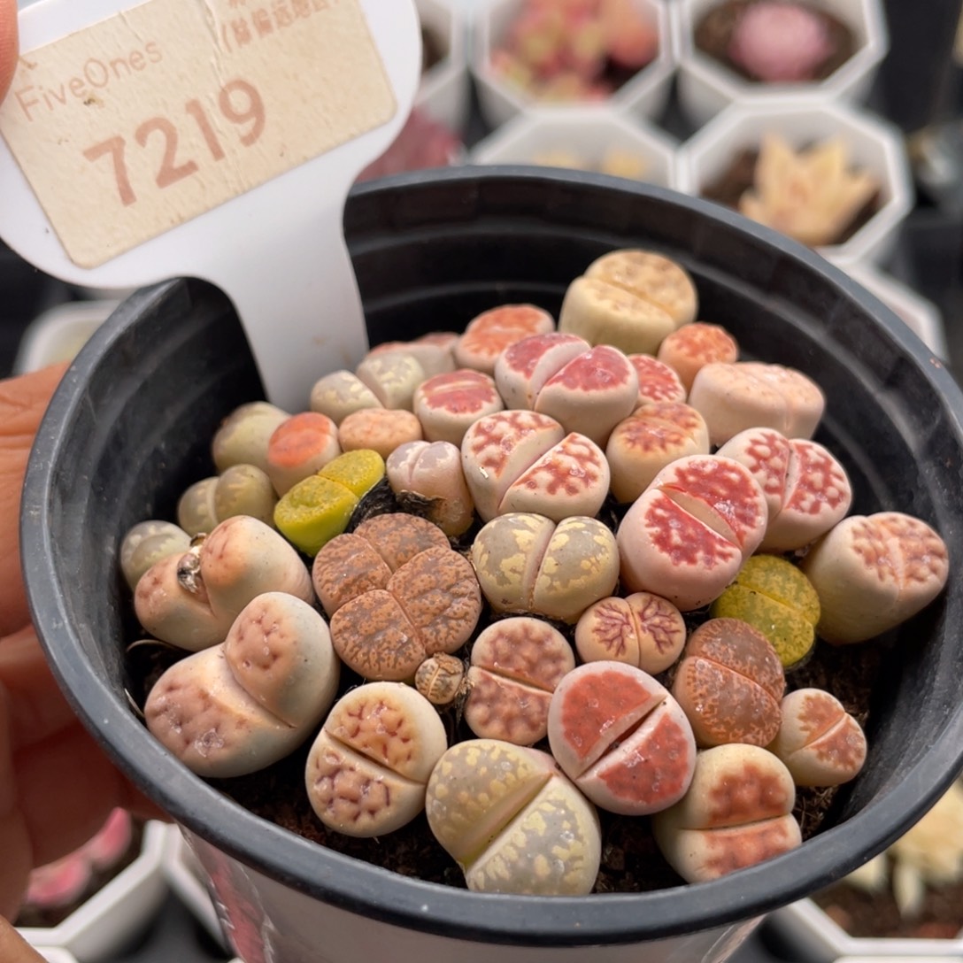 生石花7219-7.5厘米