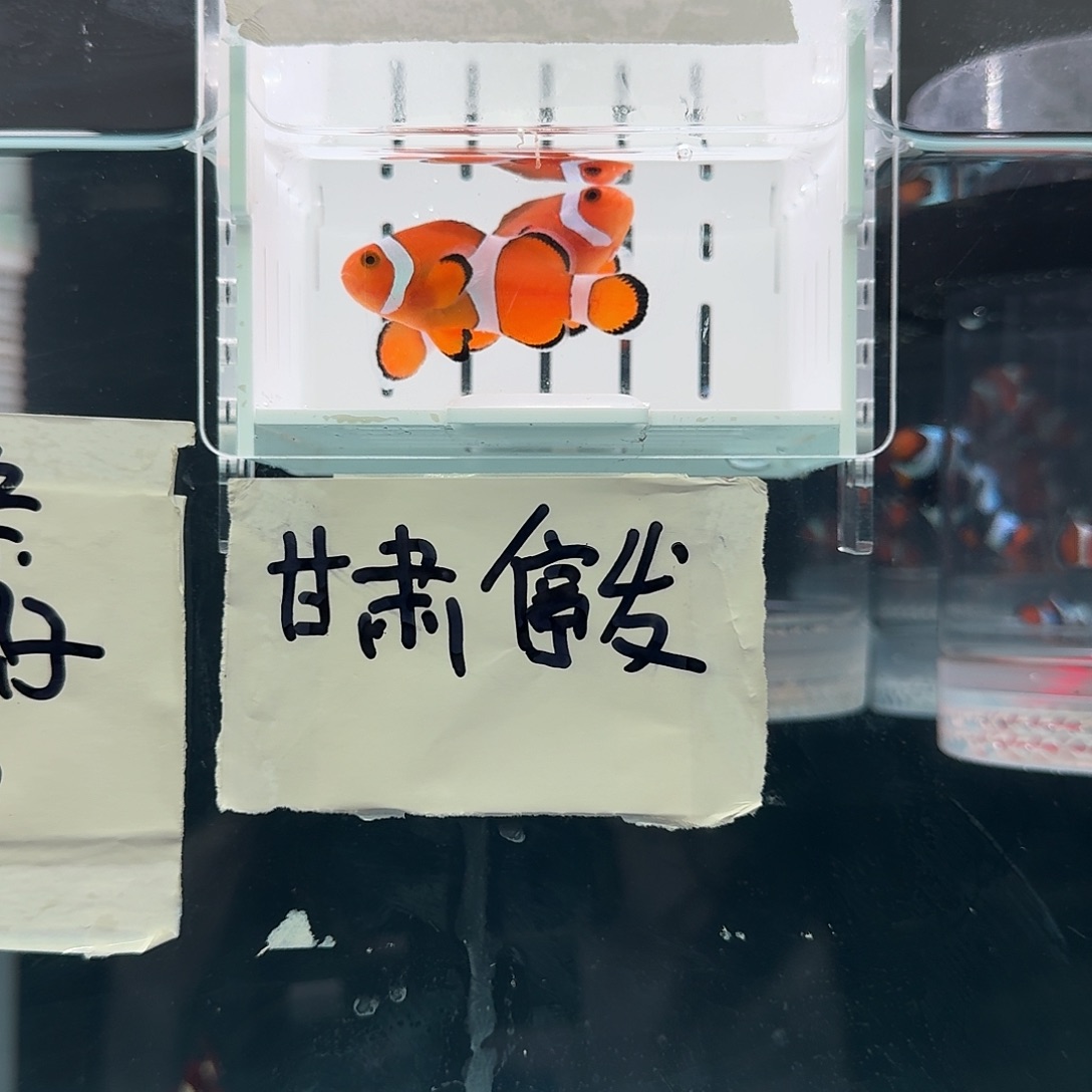 海水鱼4.5+配5+精品黑边公子一对