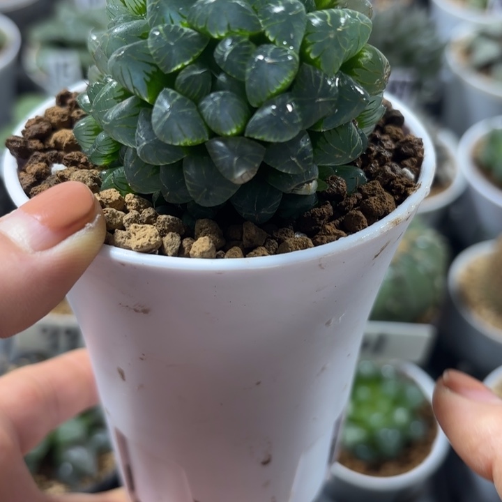白盘粉姬玉露多肉植物