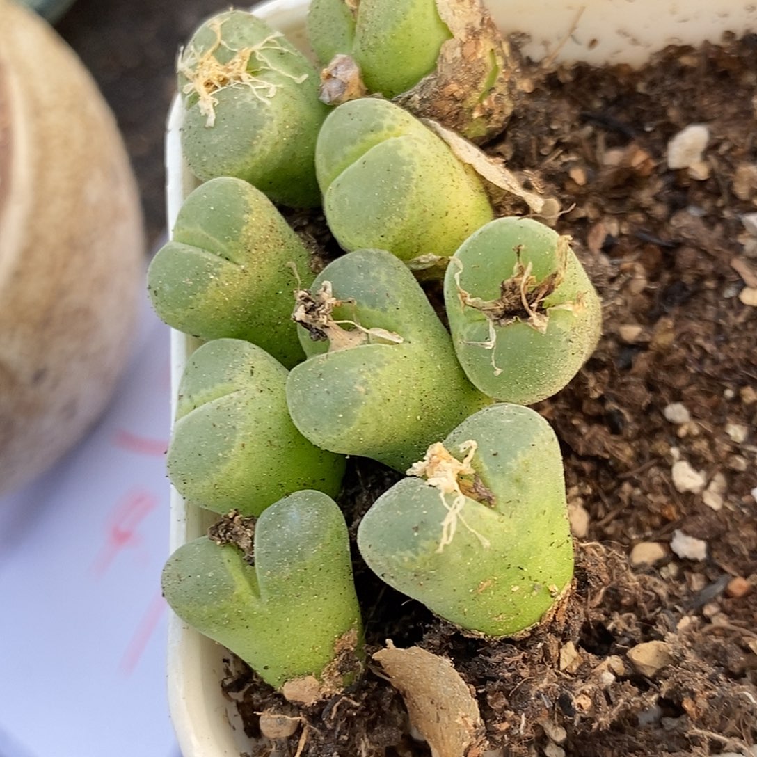 18105胖虎一组。      