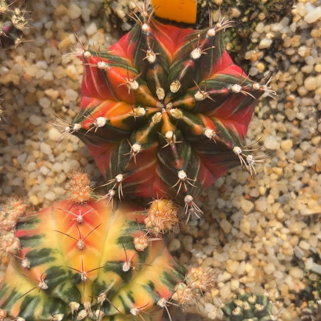 21-1227泰国发货多肉