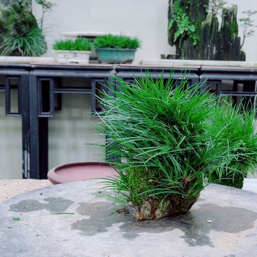 无铅玻璃惊**瞥铁线蕨菖蒲好养的盆景