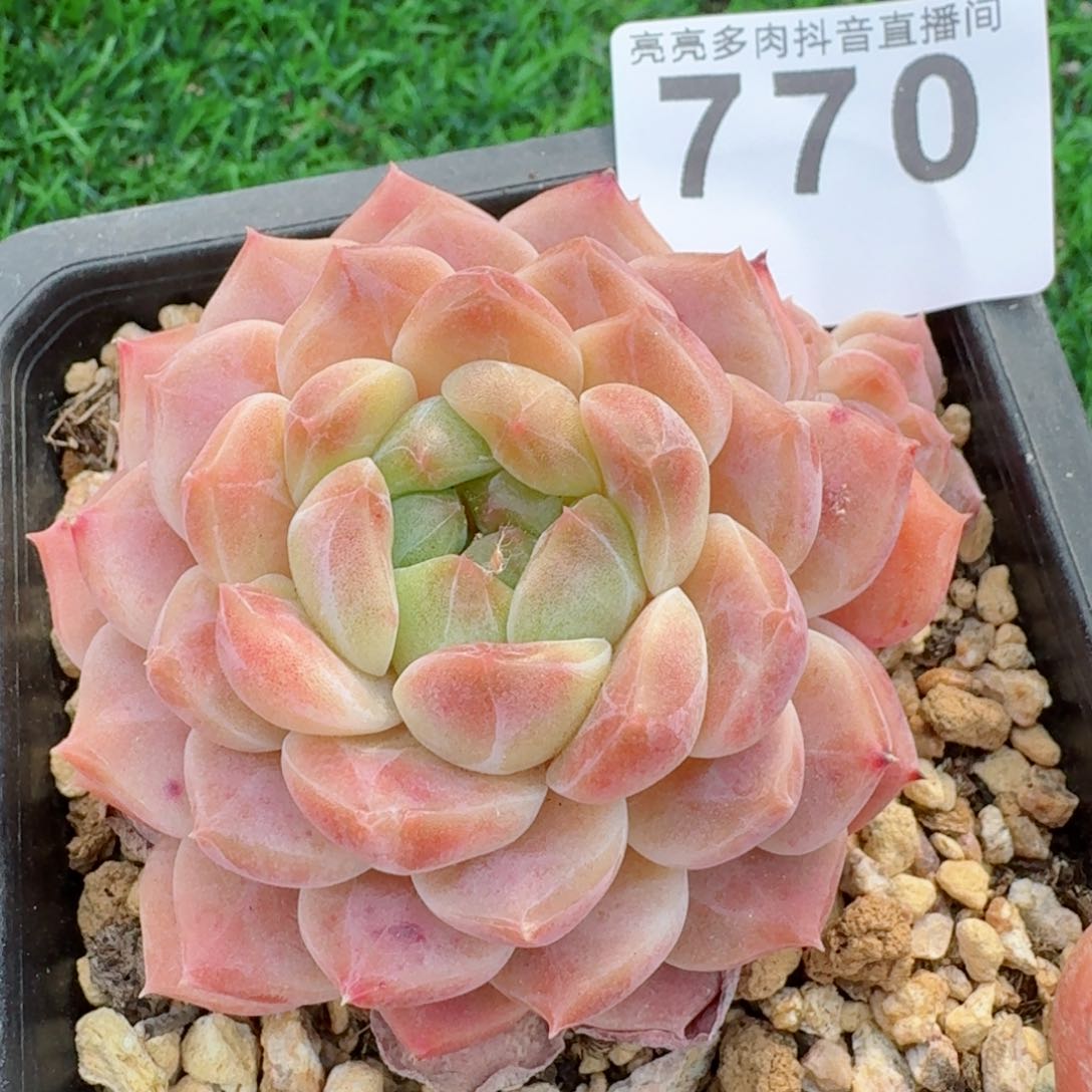 母本渐变冰魄         多肉植物