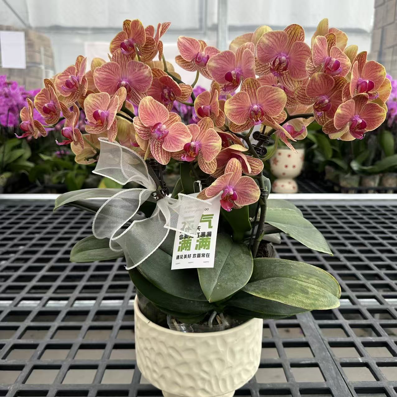 精选蝴蝶兰【吉利】爱马仕橙色系桌面款 室内花卉绿植盆栽 基地直发