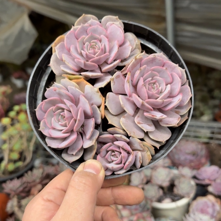 粉蝶四头起发老桩