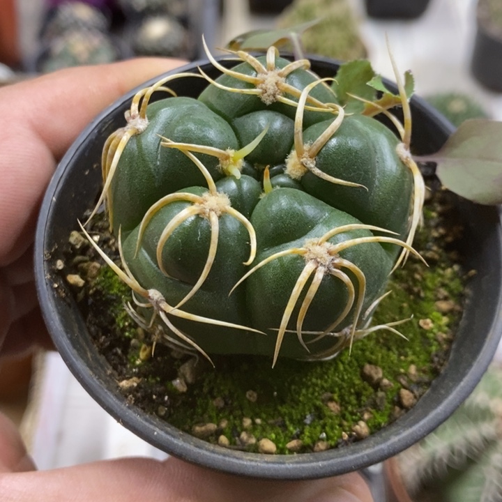 实生五棱高木海王2