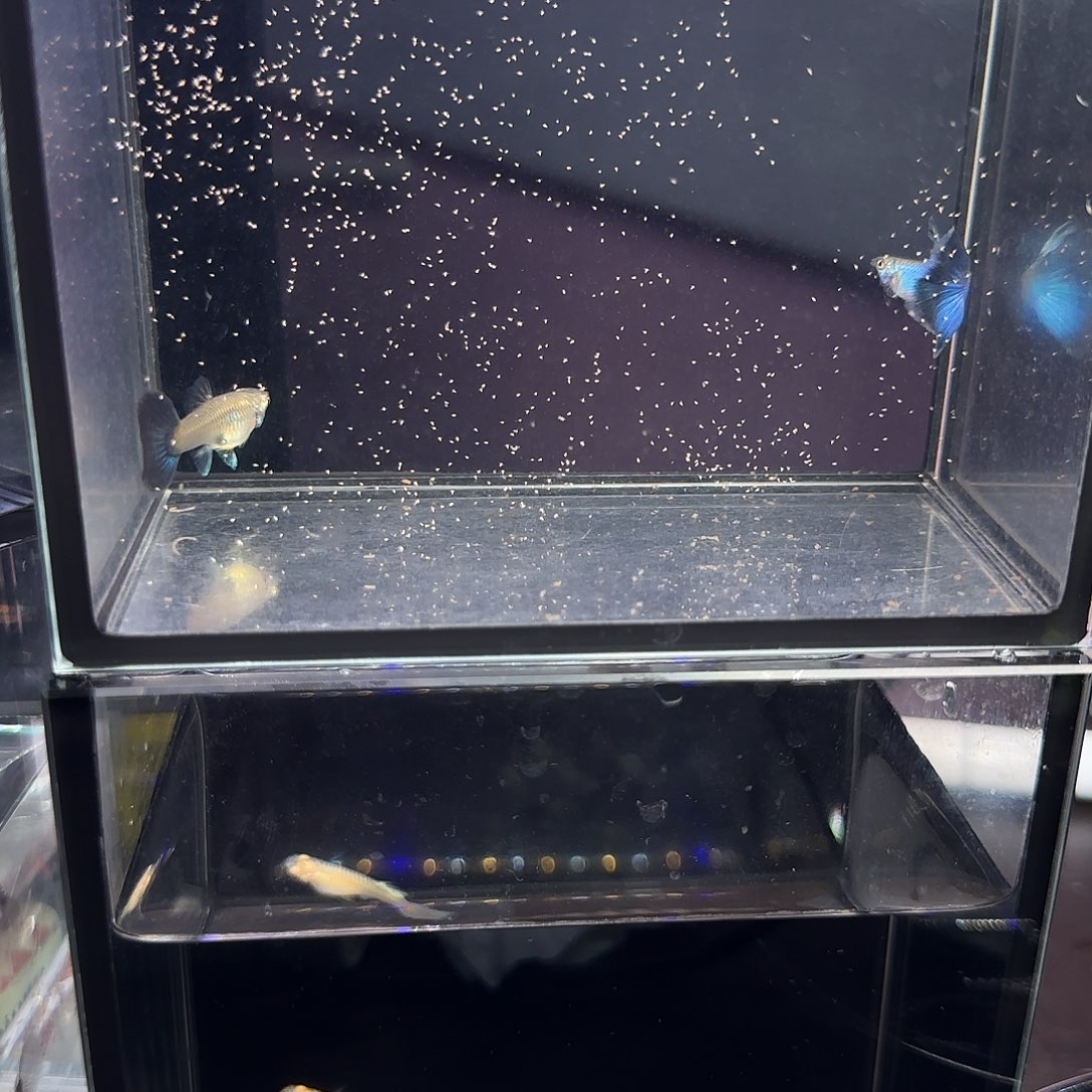 孔雀鱼新加兰一对