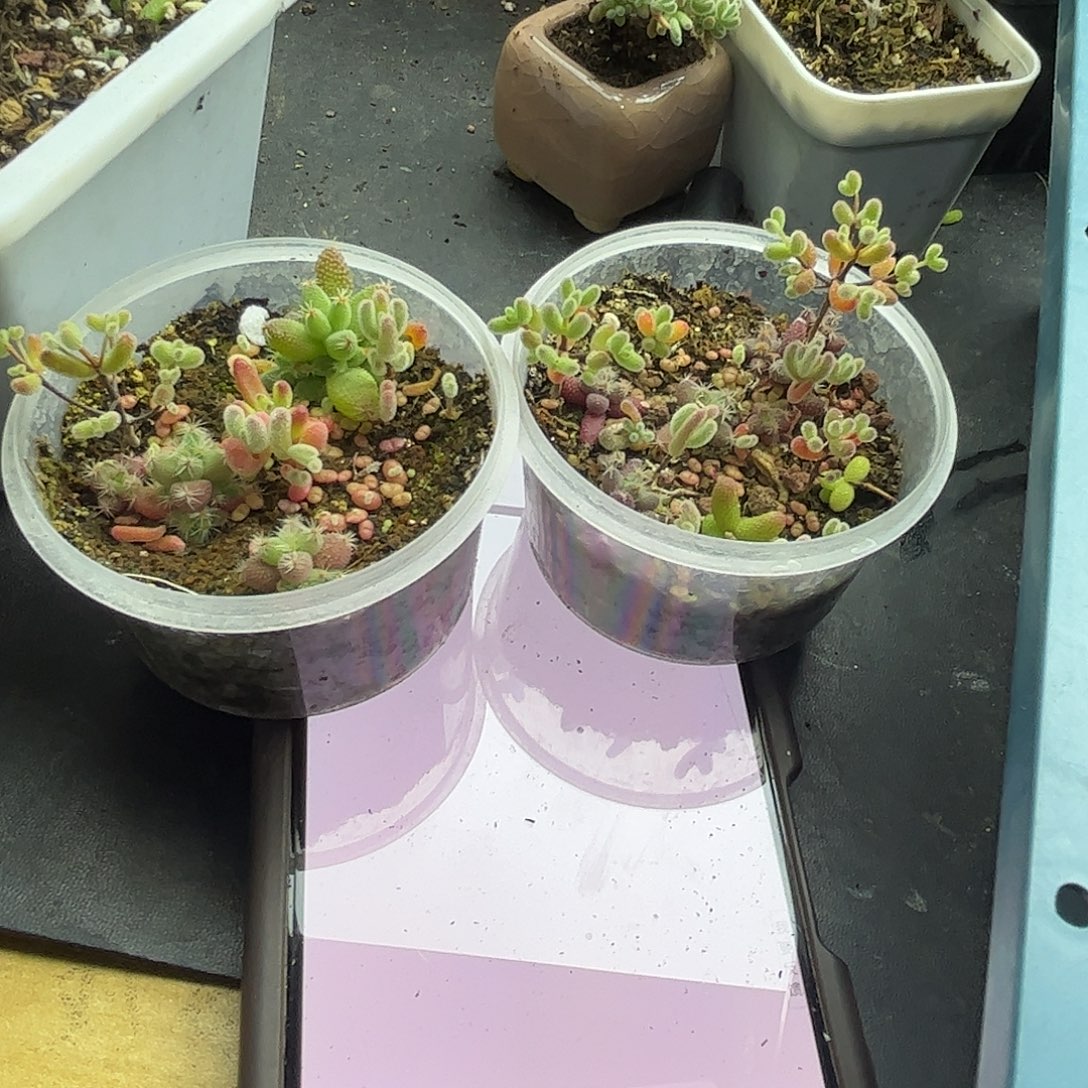 莹***月混播切糕优选枝干番杏