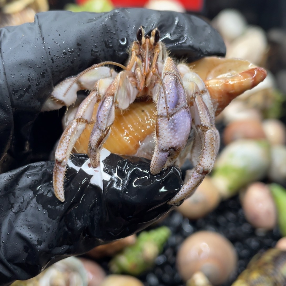 不退不换谢谢支持51