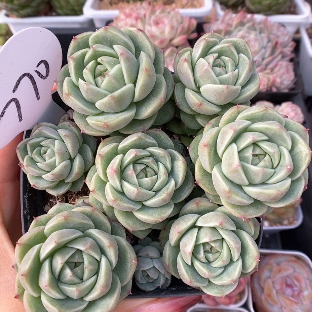 油透麦秆群生可拍770号。