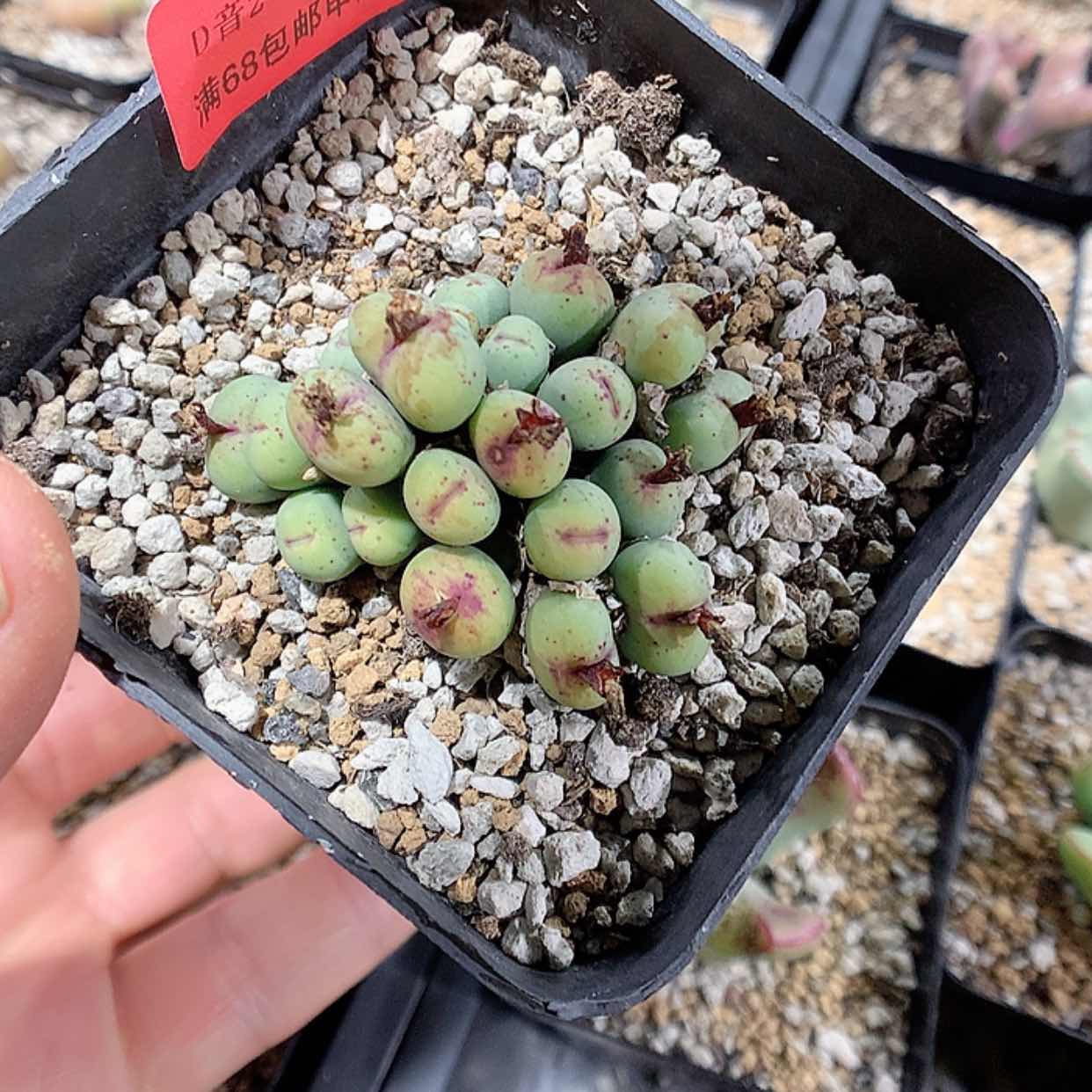 【闪购商品】2-3-48 瑕疵v嘴肉肉 30