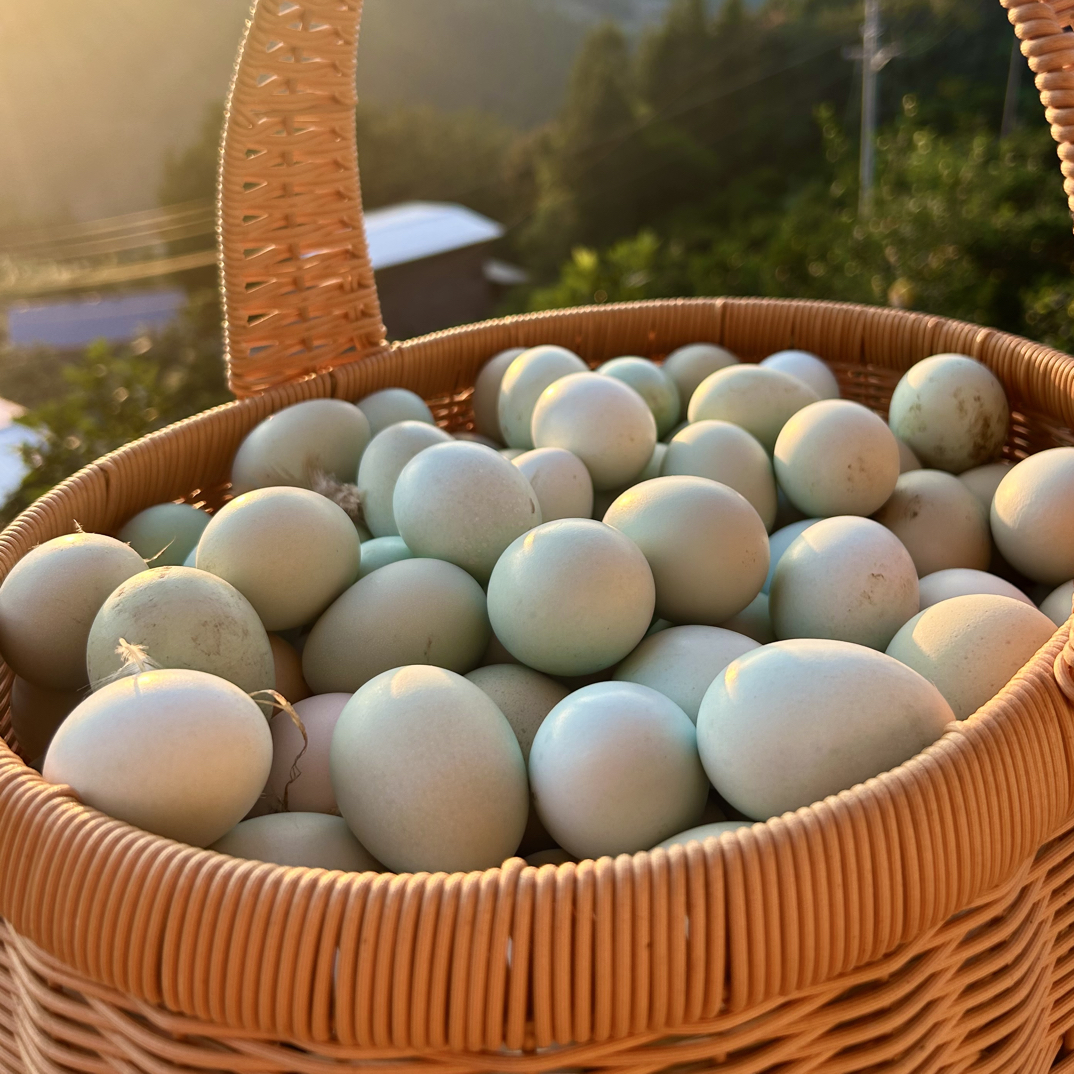 （100枚）散养绿壳蛋新鲜现捡营养丰富适合家庭鸡蛋食用