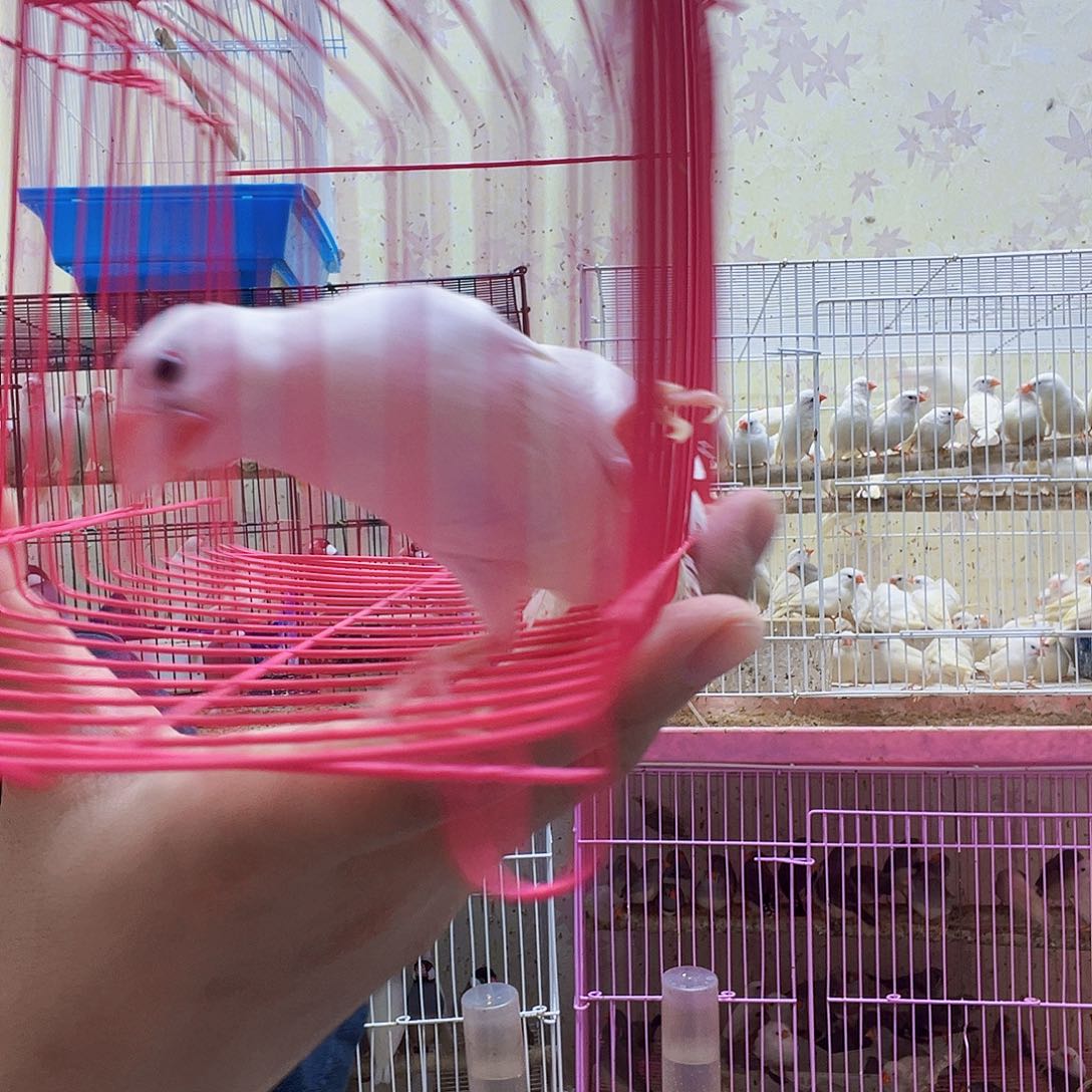 文鸟特价少尾羽文鸟两只68