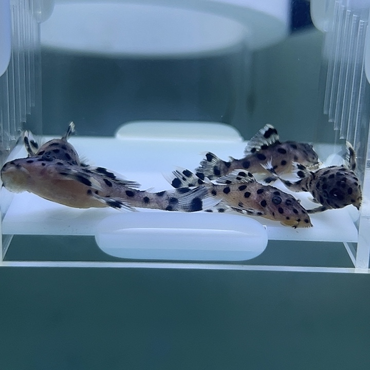 工具鱼老鼠班2条4厘米