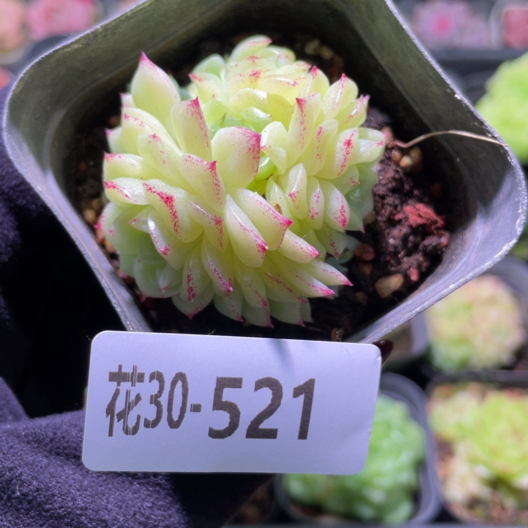 花利美30-521麦秆