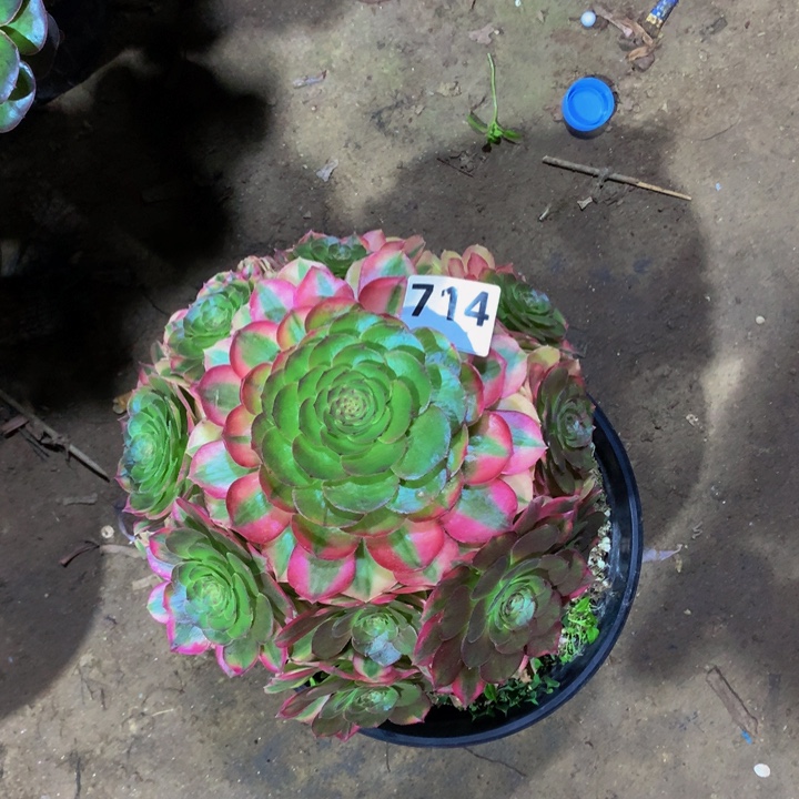 用***3无花朵雨禾71400000000