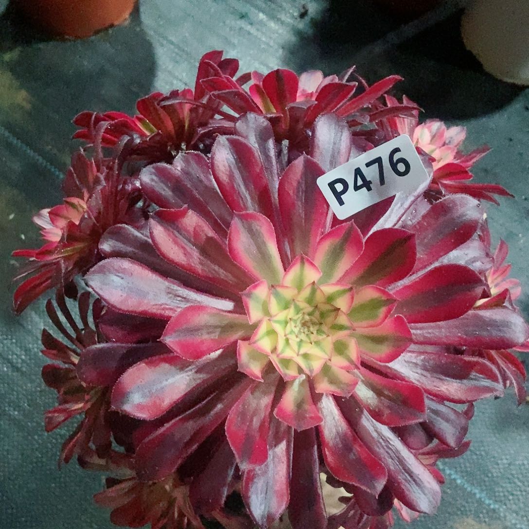 红陶476黑铜白5多肉