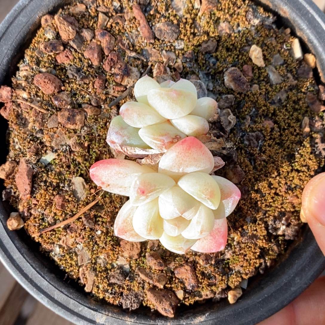 精品多肉一物一拍不包整66