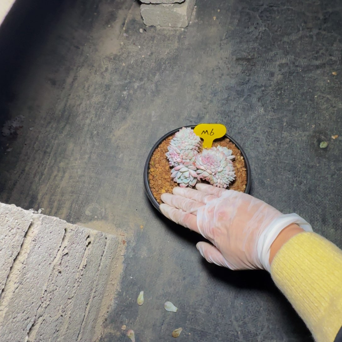 六*m m m m m m m m 6