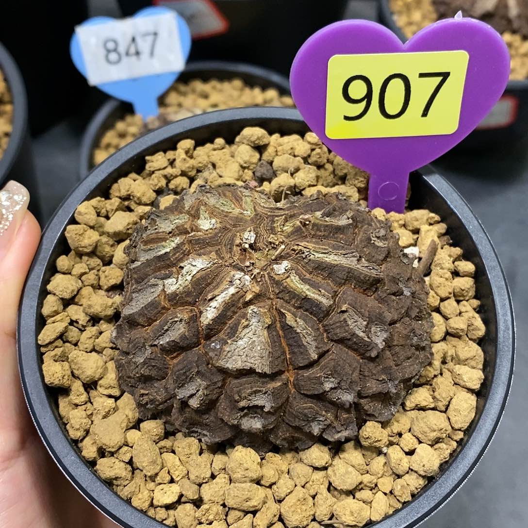 墨西哥龟甲龙龟甲龙