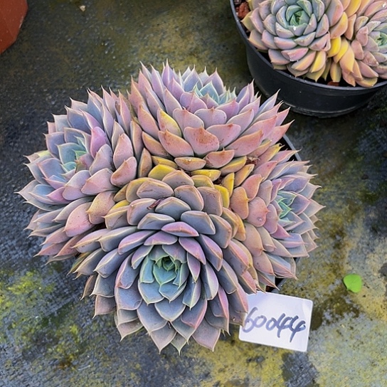 婞**你玫瑰夫人群60044