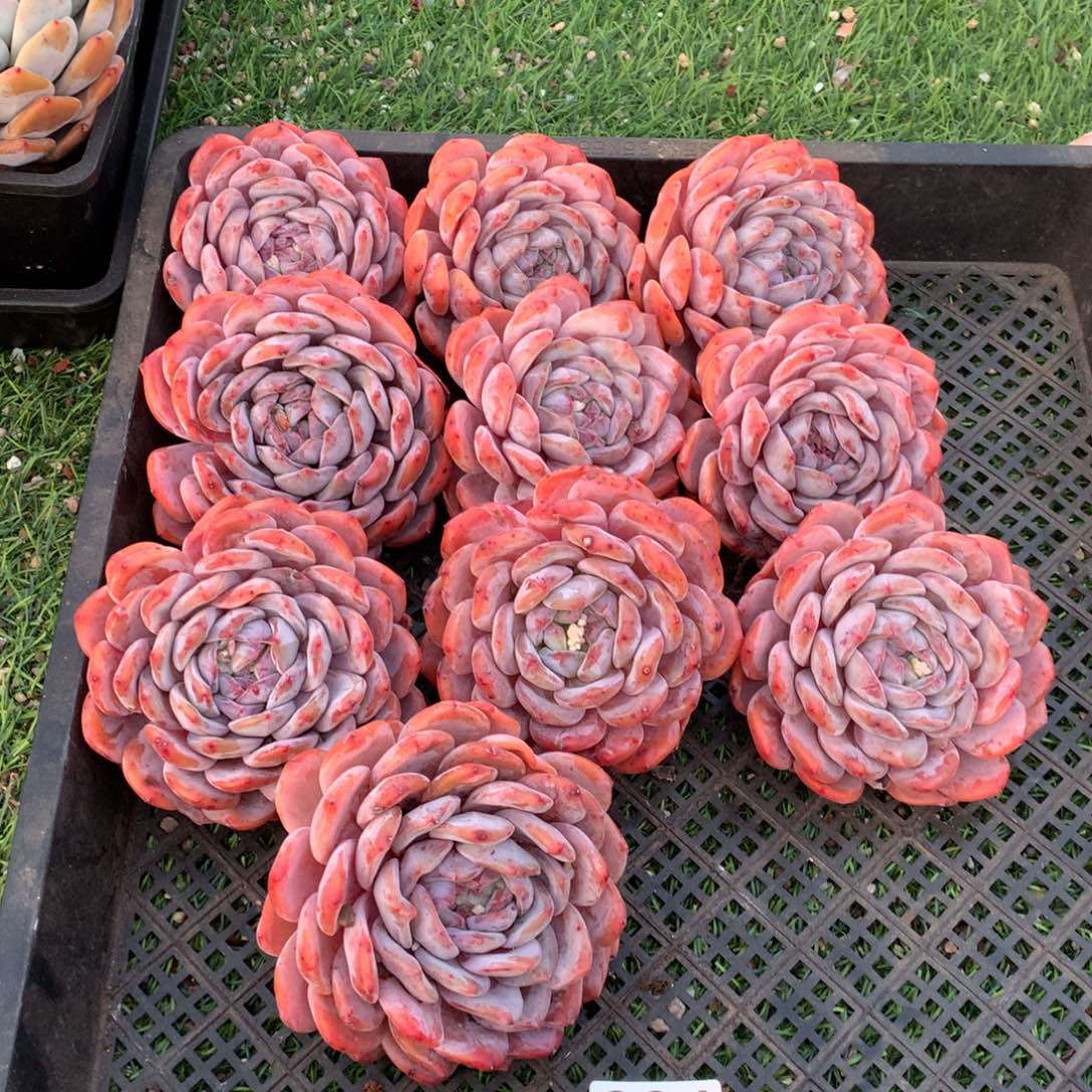 284橙子多肉植物组合