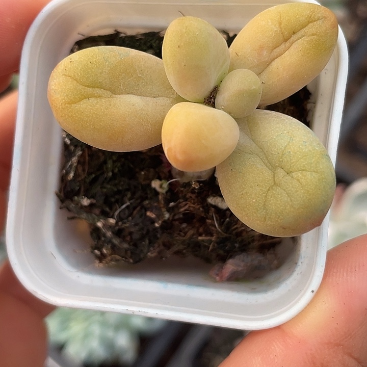 梅***旧一我一拍黄色糖果满18包邮