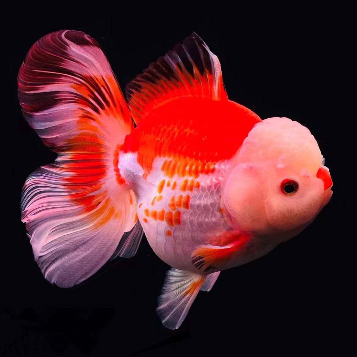 冷水淡水泰狮百褶裙金鱼鸿运当头耐活好养观赏鱼活体红狮