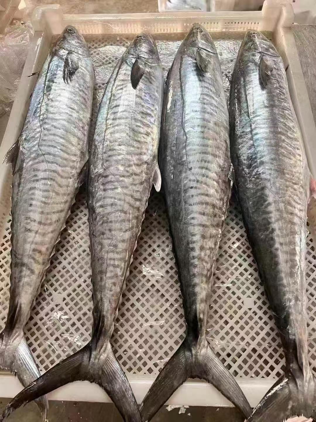 12斤正宗马鲛鱼 整条切片新鲜速冻 顺丰包邮 博贺港