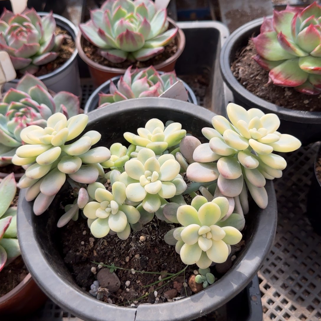 洛神锦一物一拍包装收缩花旱