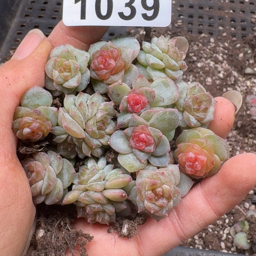 多肉植物多肉植物
