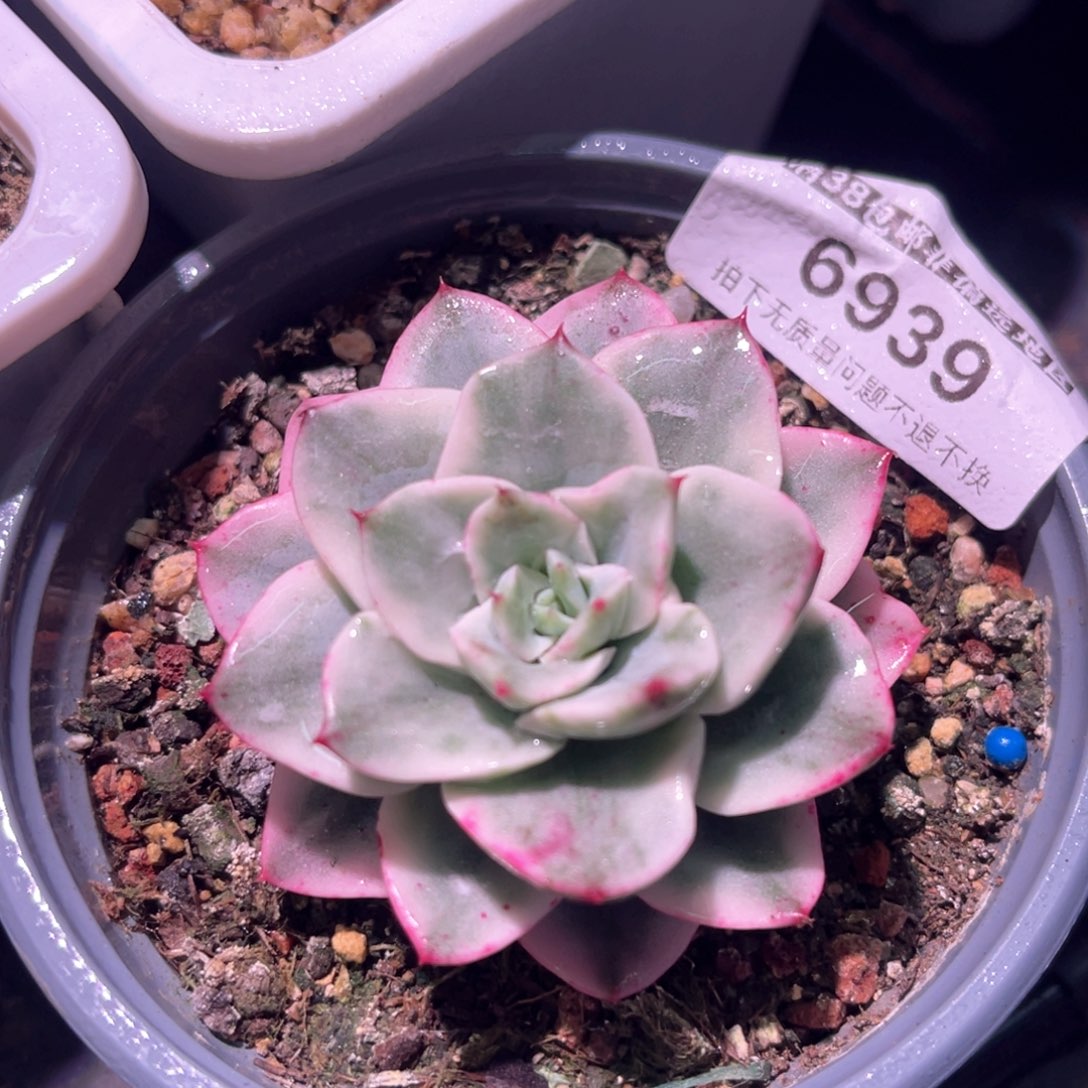 多肉特价奶油黄桃锦6939