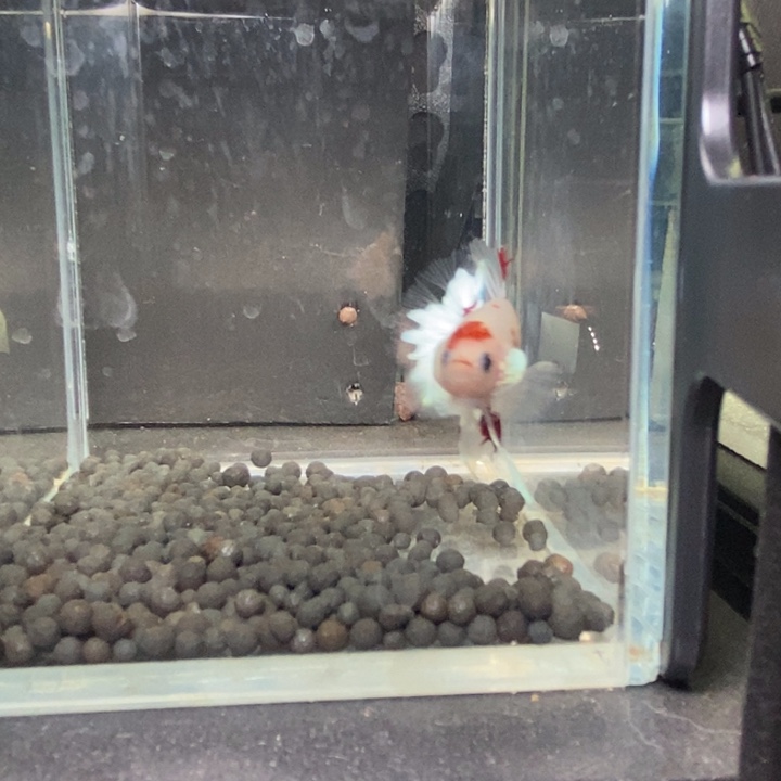 斗鱼泰国斗鱼484号