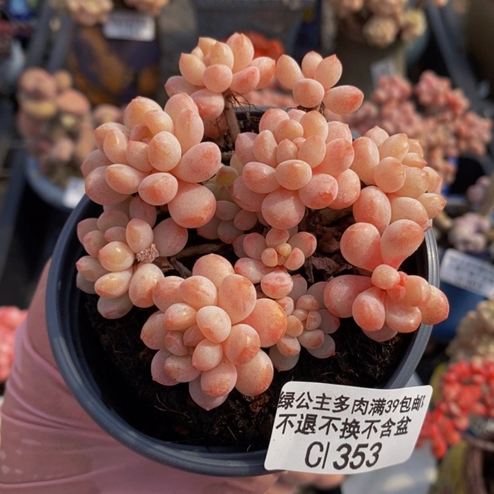 萌豆8cm353多肉植物