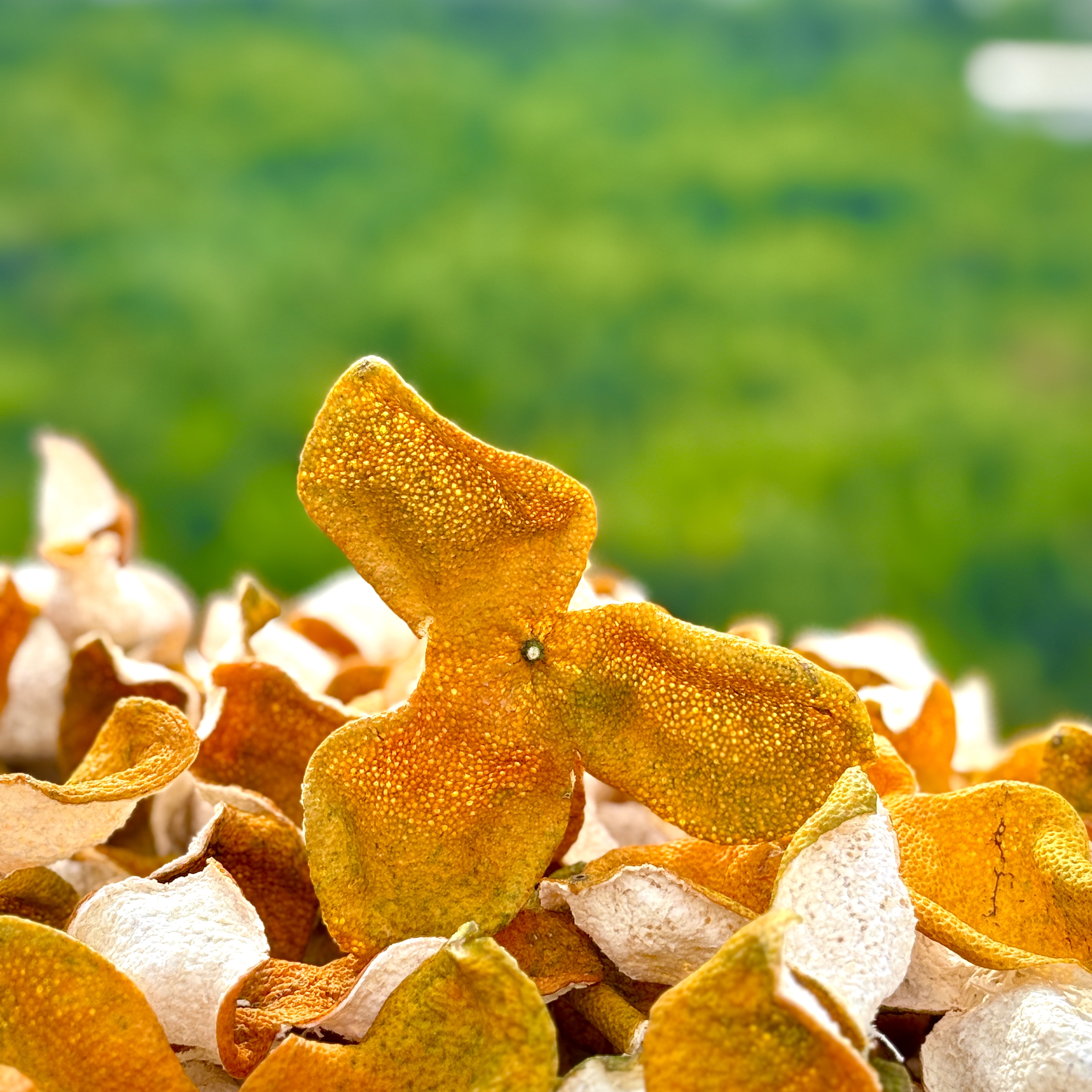 【2025年天马老树圈枝花蜜香大红皮】新会陈皮 收藏储存核心产区